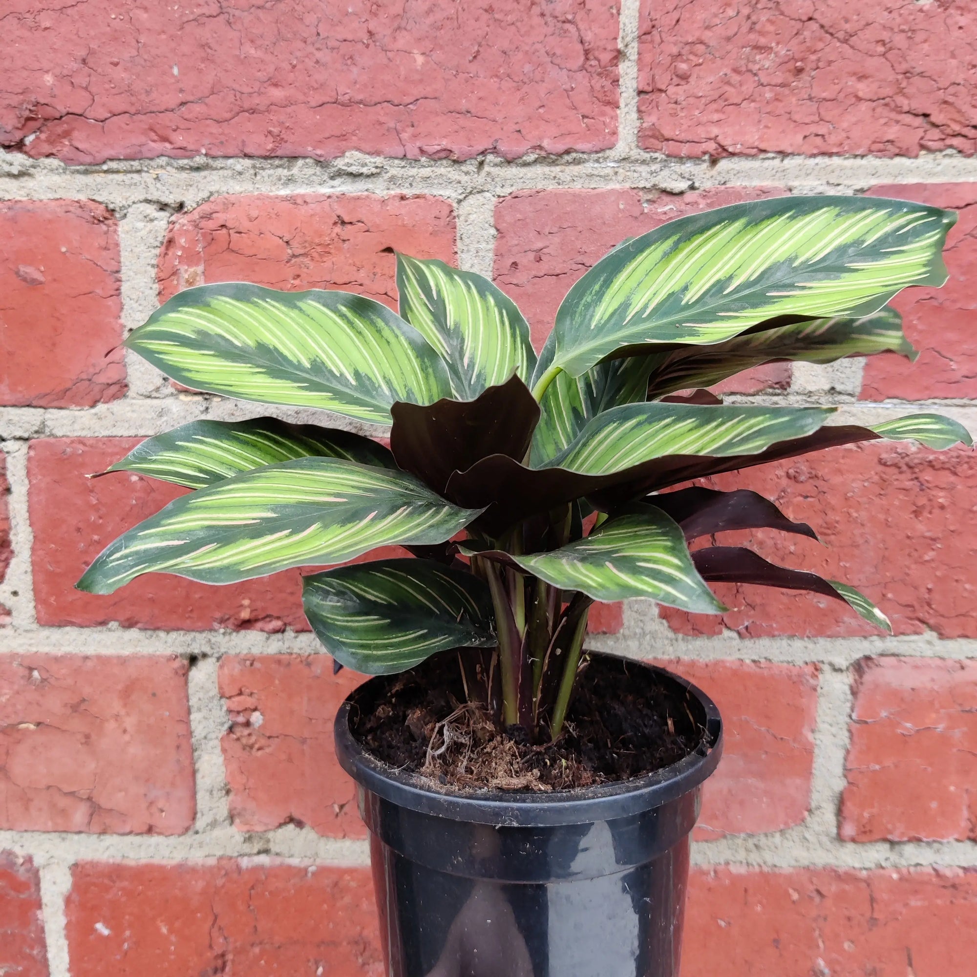 Calathea &#39;Beauty star&#39; - 13cm pot Folia House