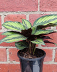 Calathea 'Beauty star' - 13cm pot Folia House