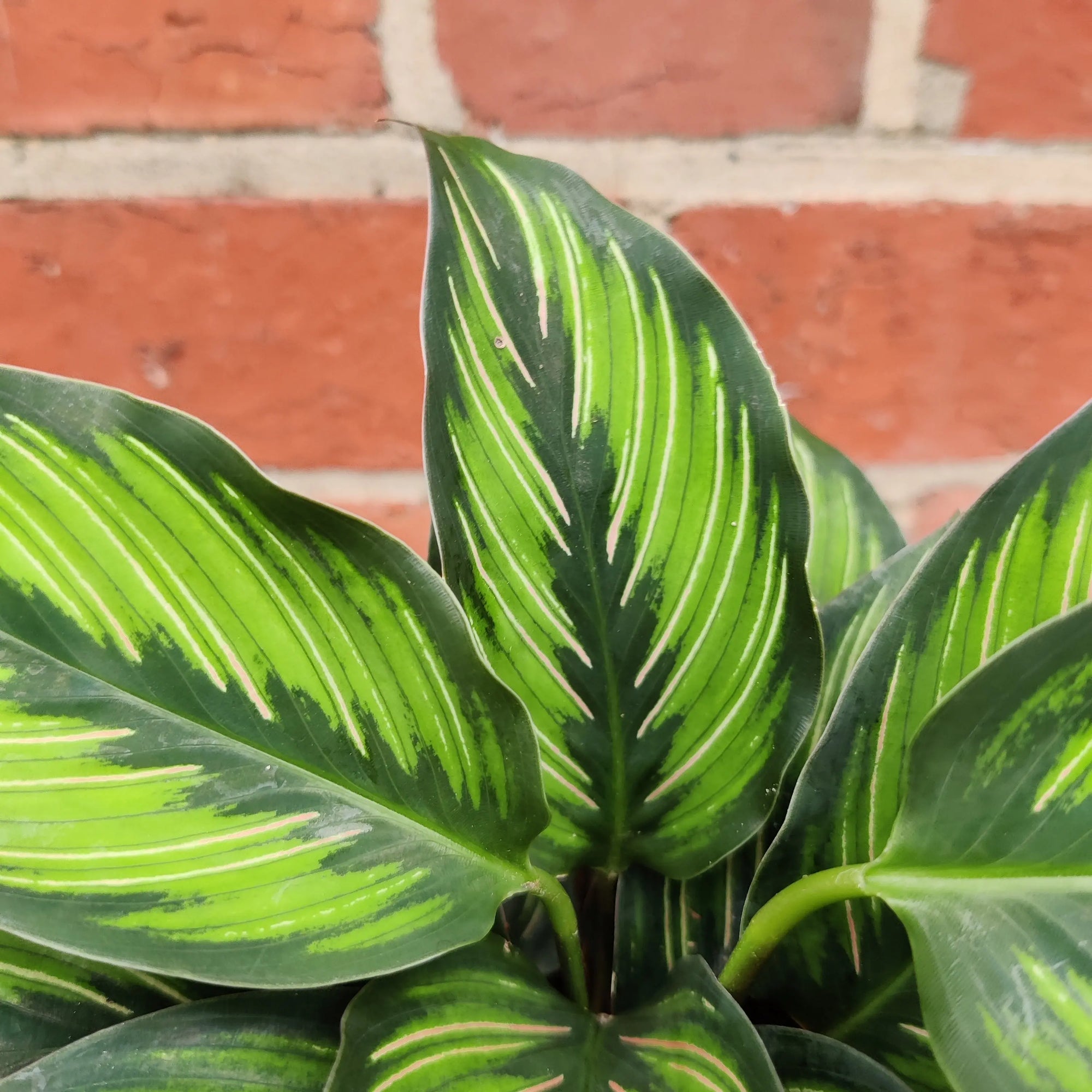 Calathea &#39;Beauty star&#39; - 13cm pot Folia House