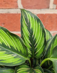 Calathea 'Beauty star' - 13cm pot Folia House