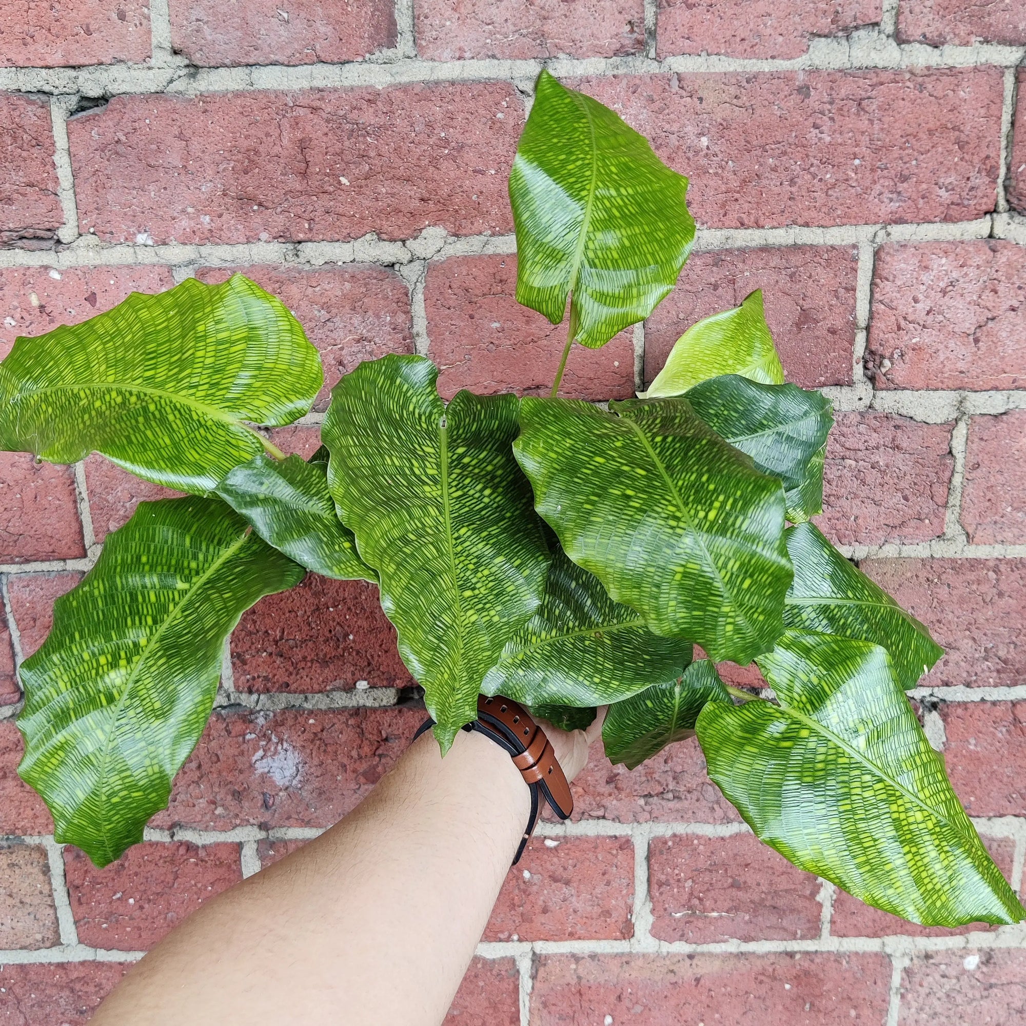 Calathea musaica- 13cm pot Folia House