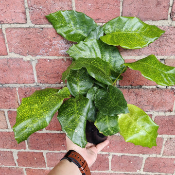 Calathea musaica- 13cm pot Folia House