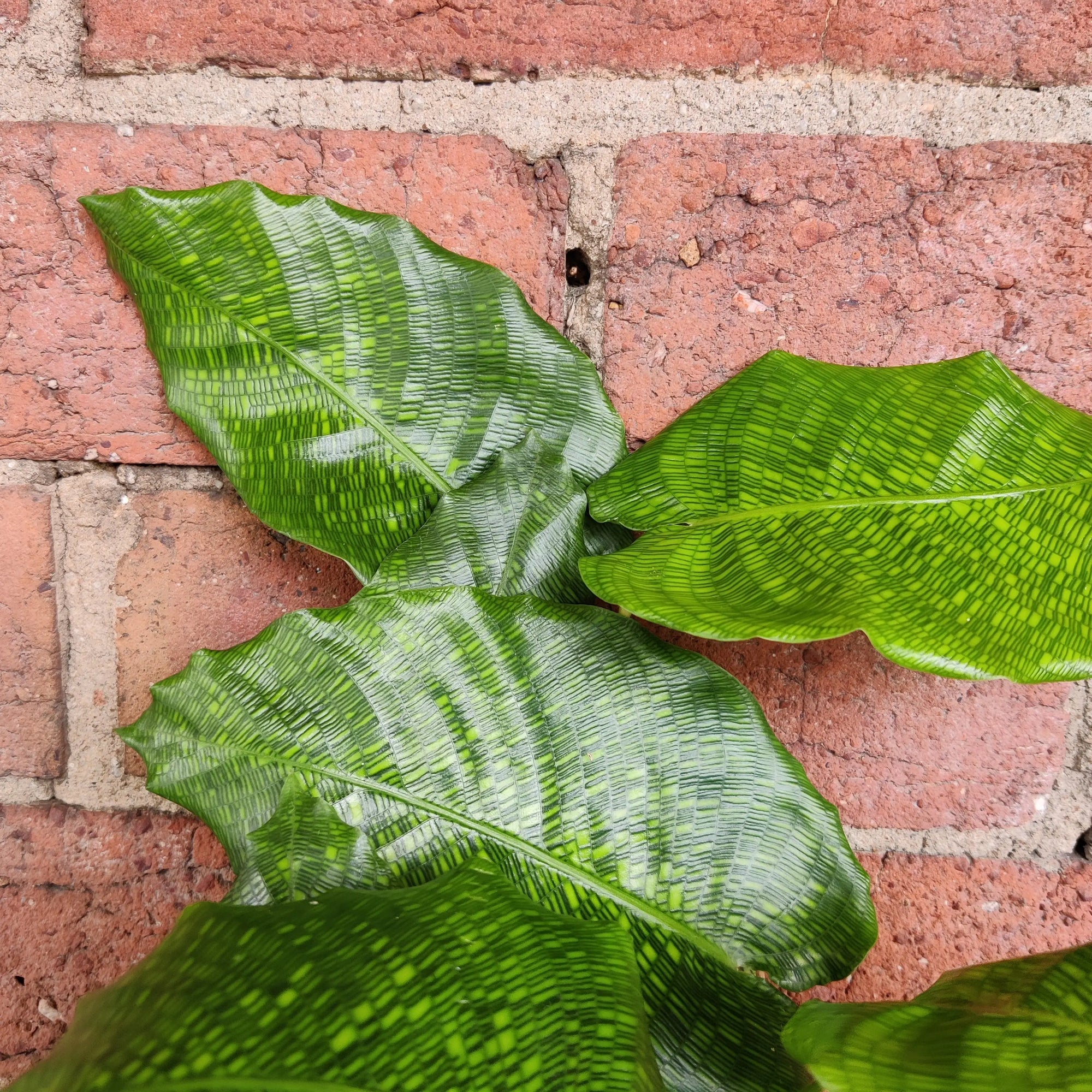 Calathea musaica- 13cm pot Folia House