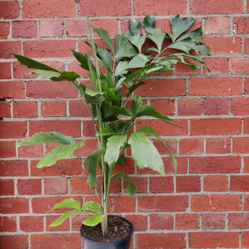 Caryota Mitis - Fishtail Palm - 20cm Pot Folia House