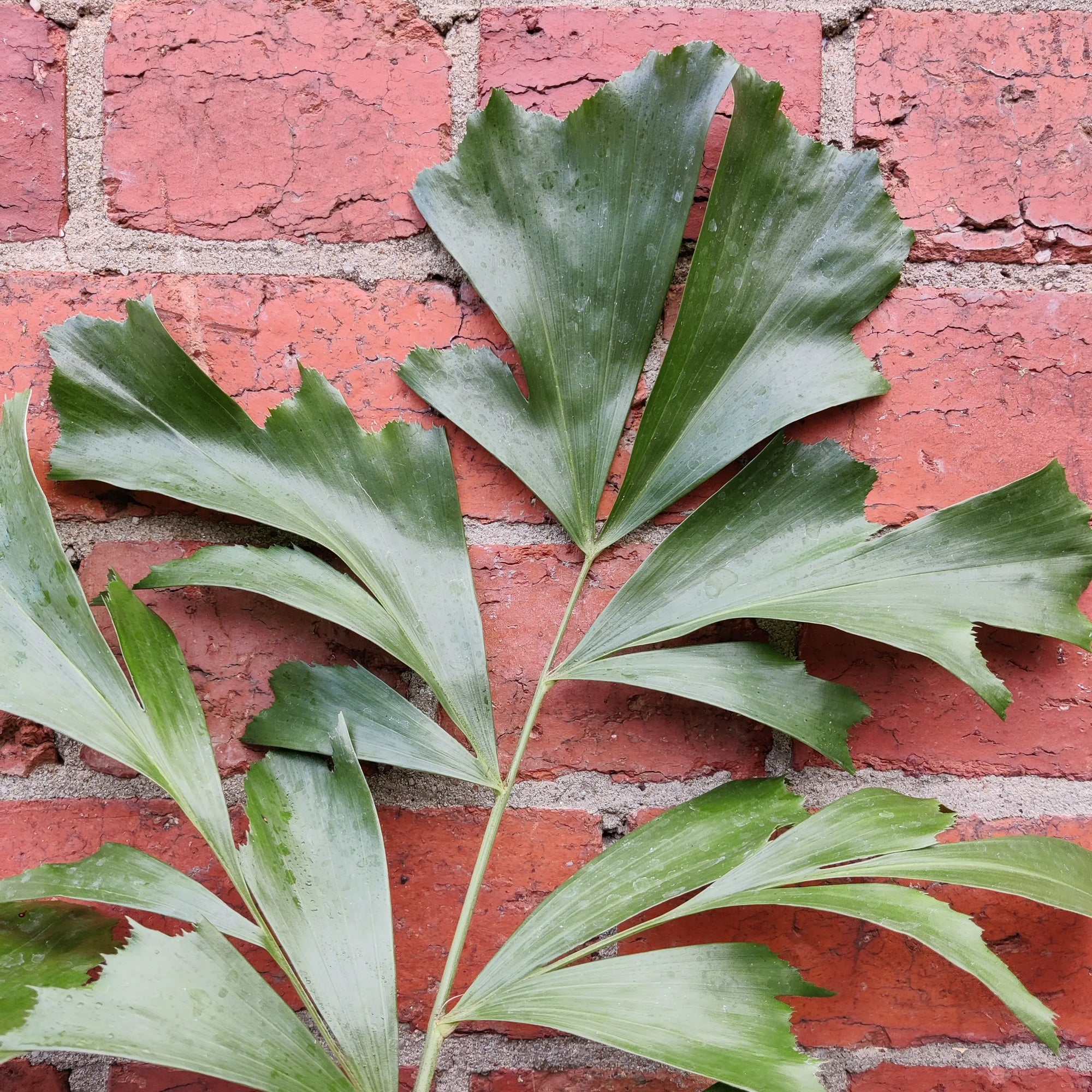 Caryota Mitis - Fishtail Palm - 20cm Pot Folia House