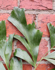 Caryota Mitis - Fishtail Palm - 20cm Pot Folia House