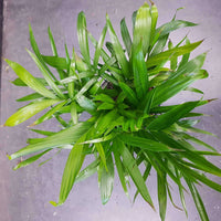 Cascade Palm (Chamaedorea Atrovirens) - 25cm Pot Folia House