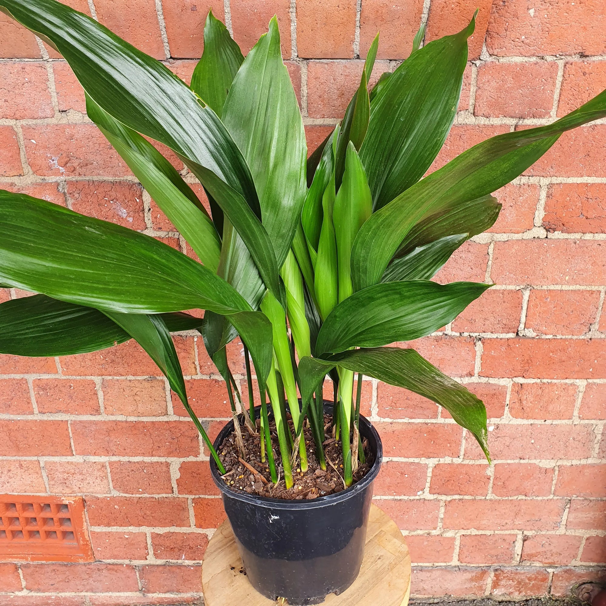 Cast Iron Plant (Aspidistra Elatior) - 20cm Pot Folia House