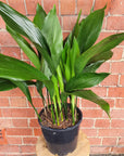 Cast Iron Plant (Aspidistra Elatior) - 20cm Pot Folia House