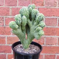 Cereus Wild Thing - 15cm pot Folia House