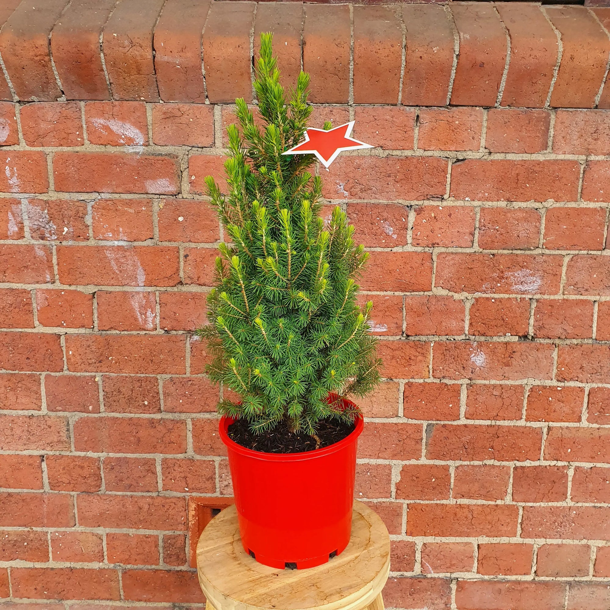 Christmas Tree - 20cm Pot Folia House