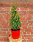 Christmas Tree - 20cm Pot Folia House