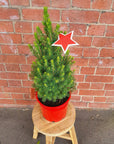 Christmas Tree - 20cm Pot Folia House