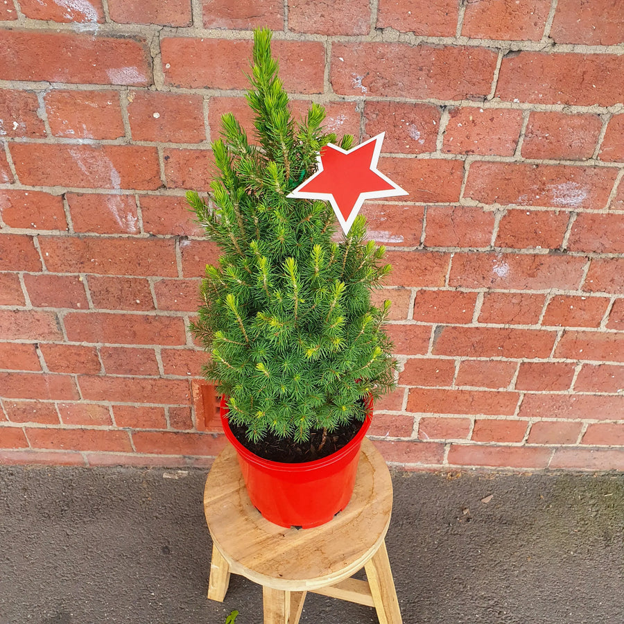 Christmas Tree - 20cm Pot Folia House