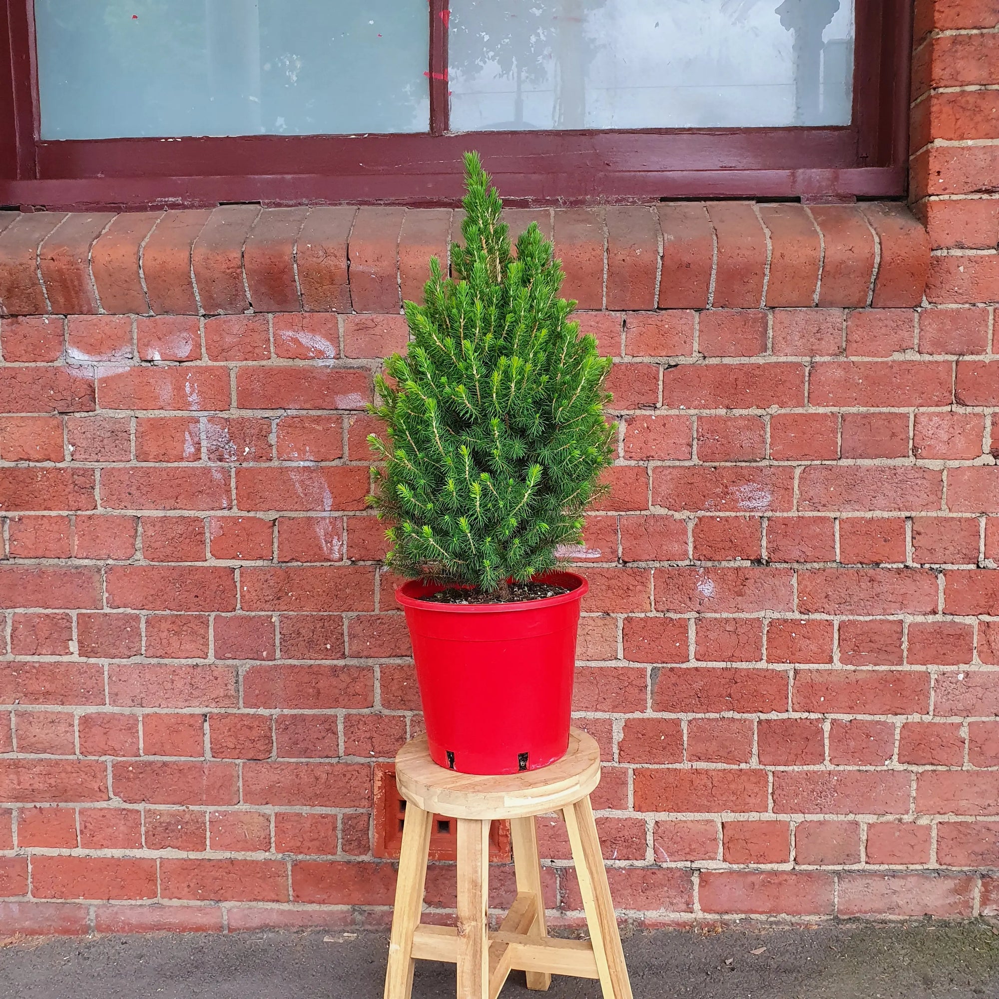 Christmas Tree - 25cm Pot Folia House