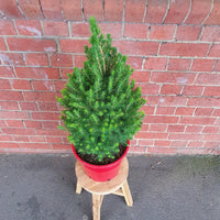 Christmas Tree - 25cm Pot Folia House