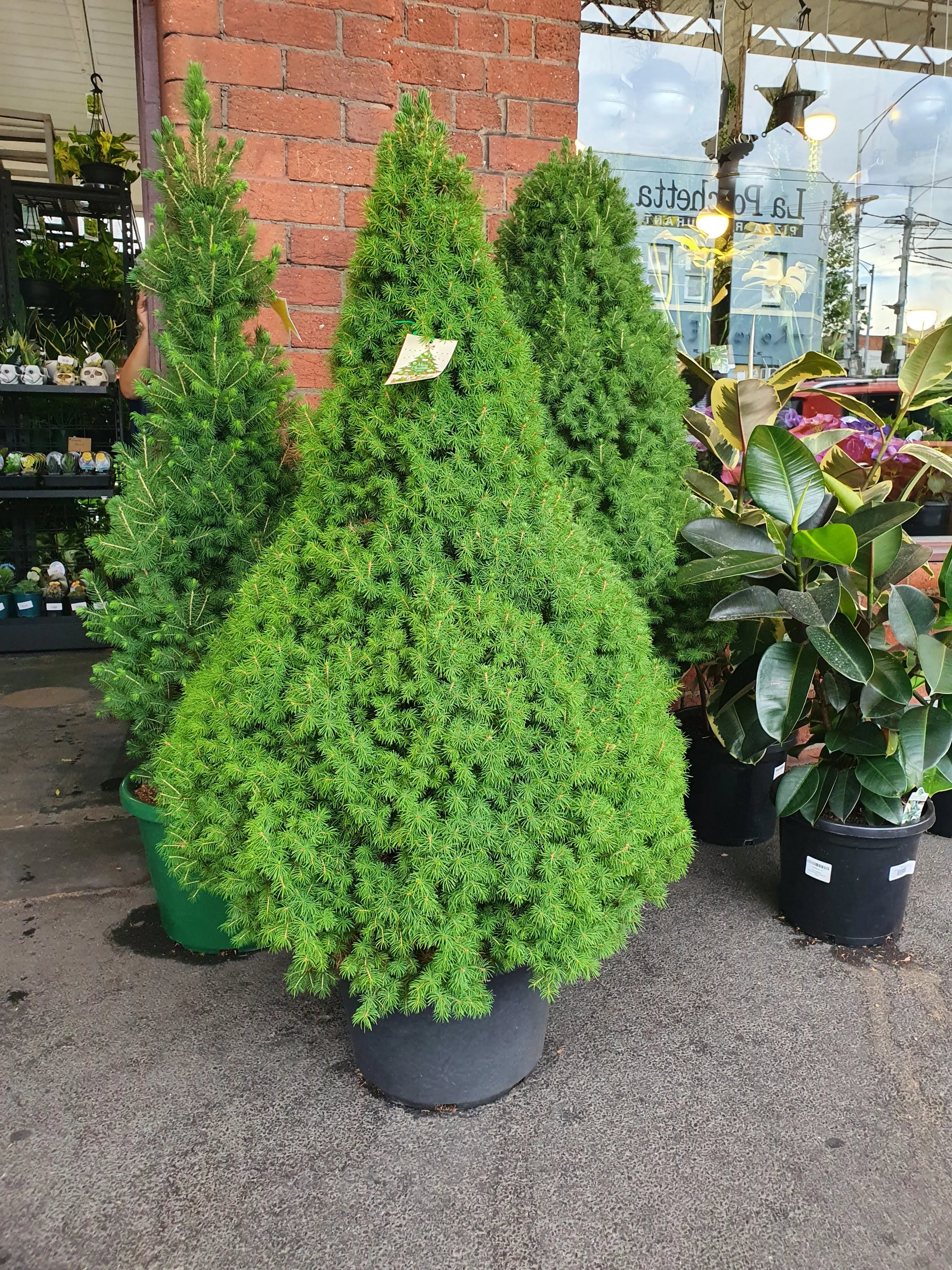 Christmas Tree - Extra Large - 40cm Pot Folia House