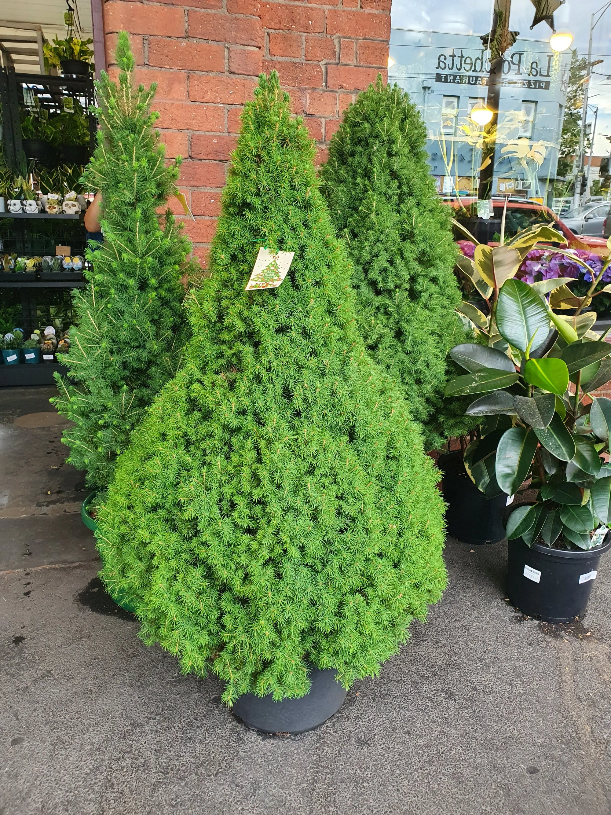 Christmas Tree - Extra Large - 40cm Pot Folia House