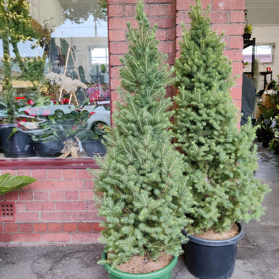 Christmas Tree - Large - 40cm Pot Folia House
