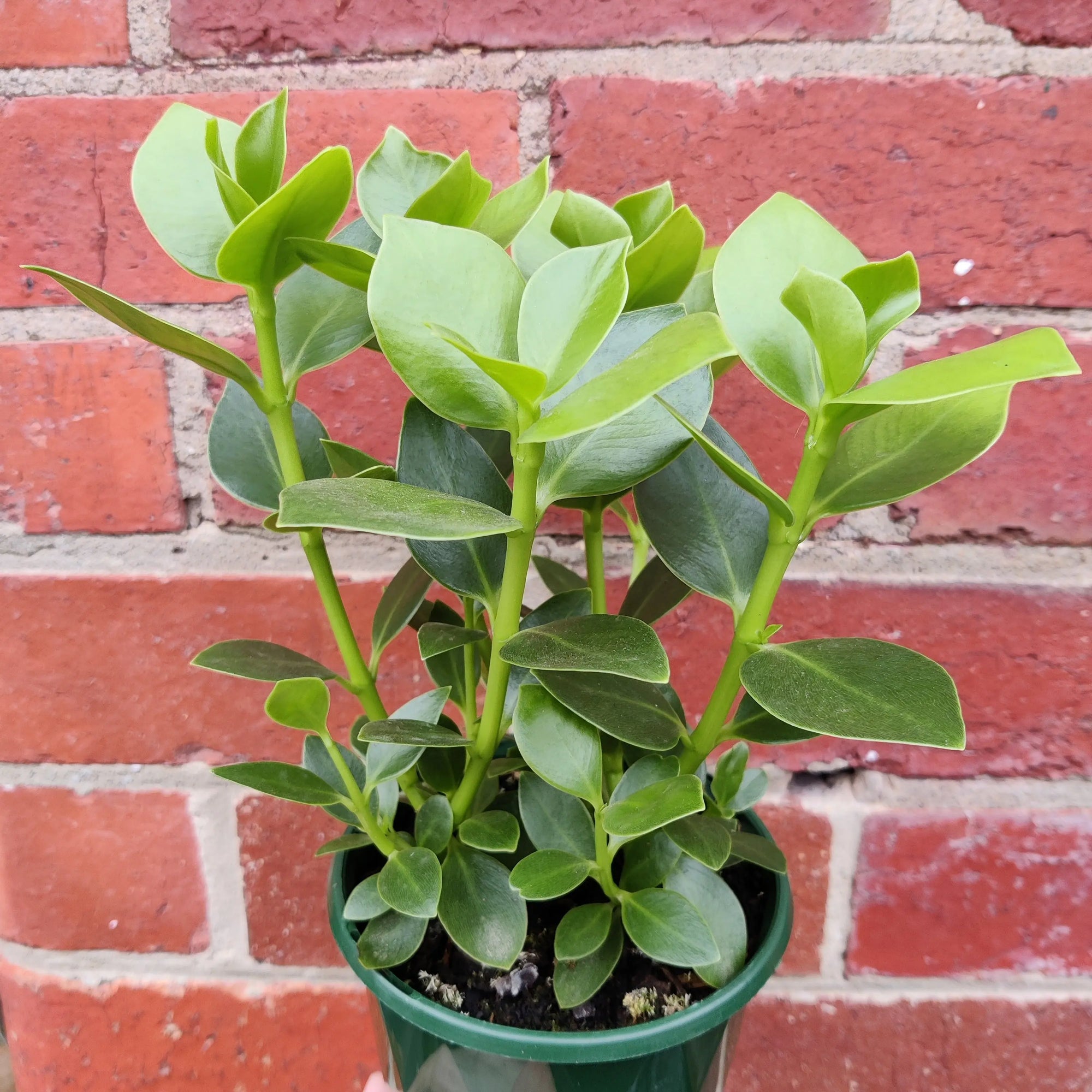 Clusia Rosea - 13cm pot Folia House