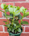 Clusia Rosea - 13cm pot Folia House