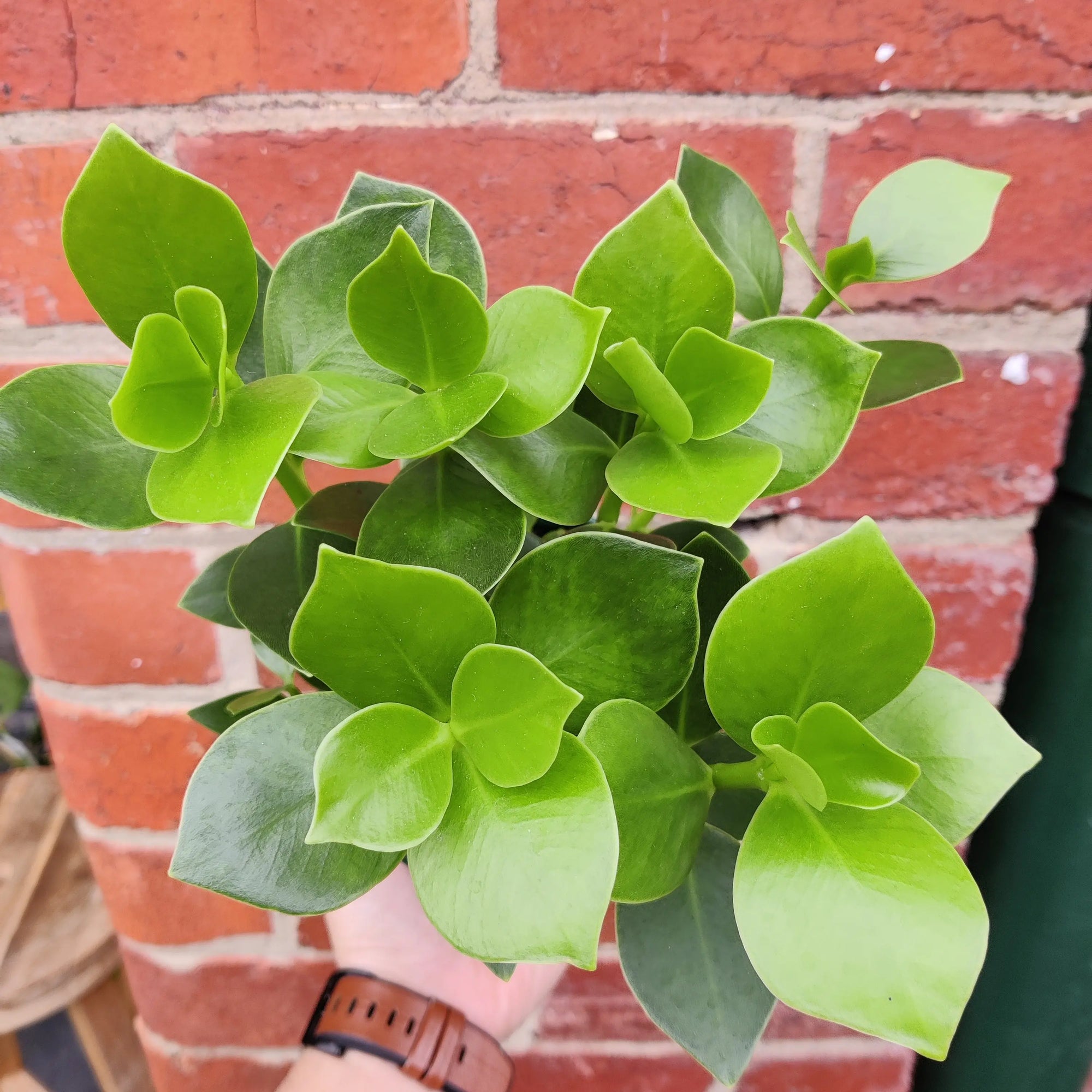 Clusia Rosea - 13cm pot Folia House