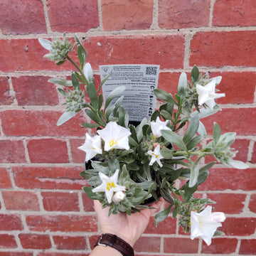 Convolvulus Cneorum Silver Bush - 14cm pot Folia House