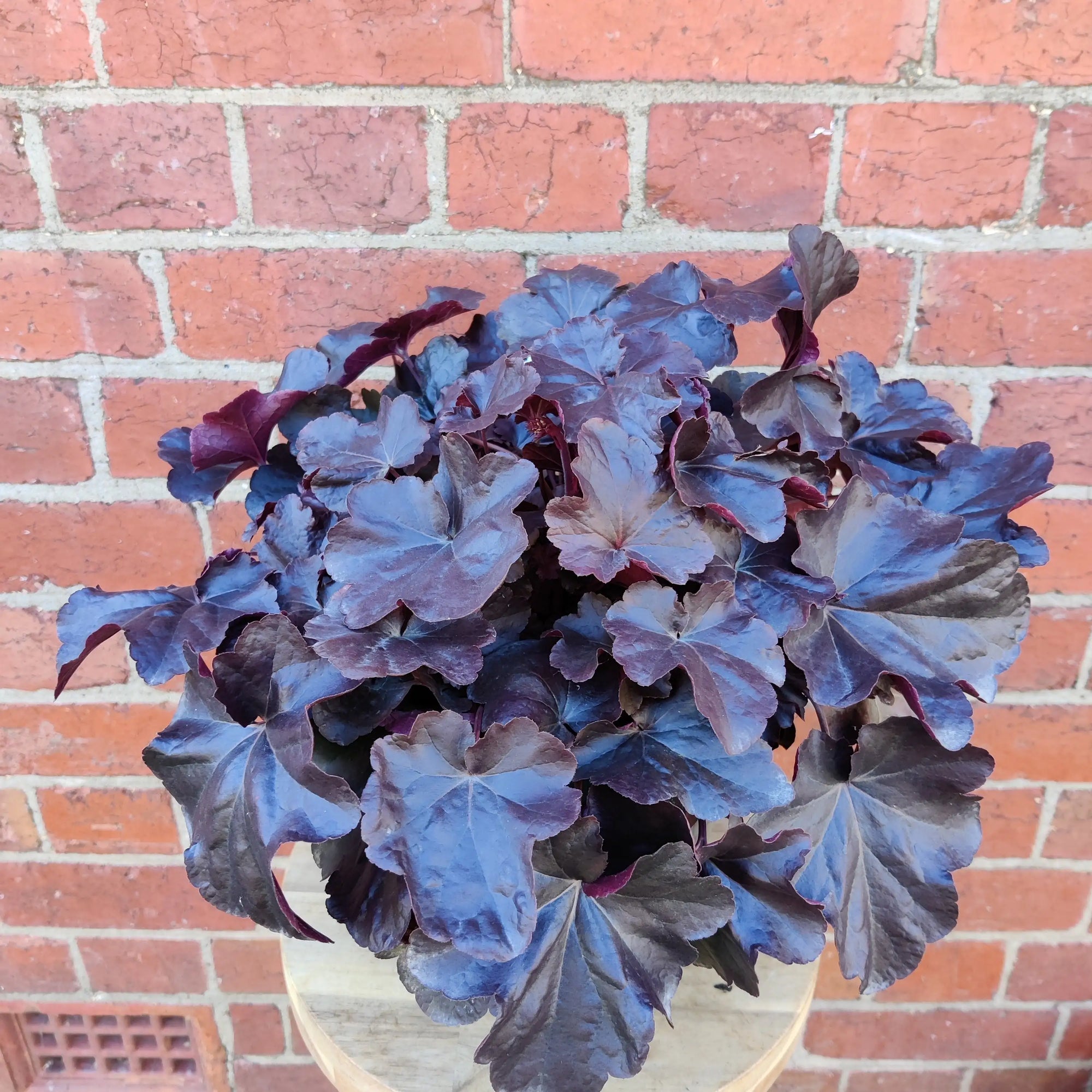 Coral Bells Obsidian - 20cm pot Folia House