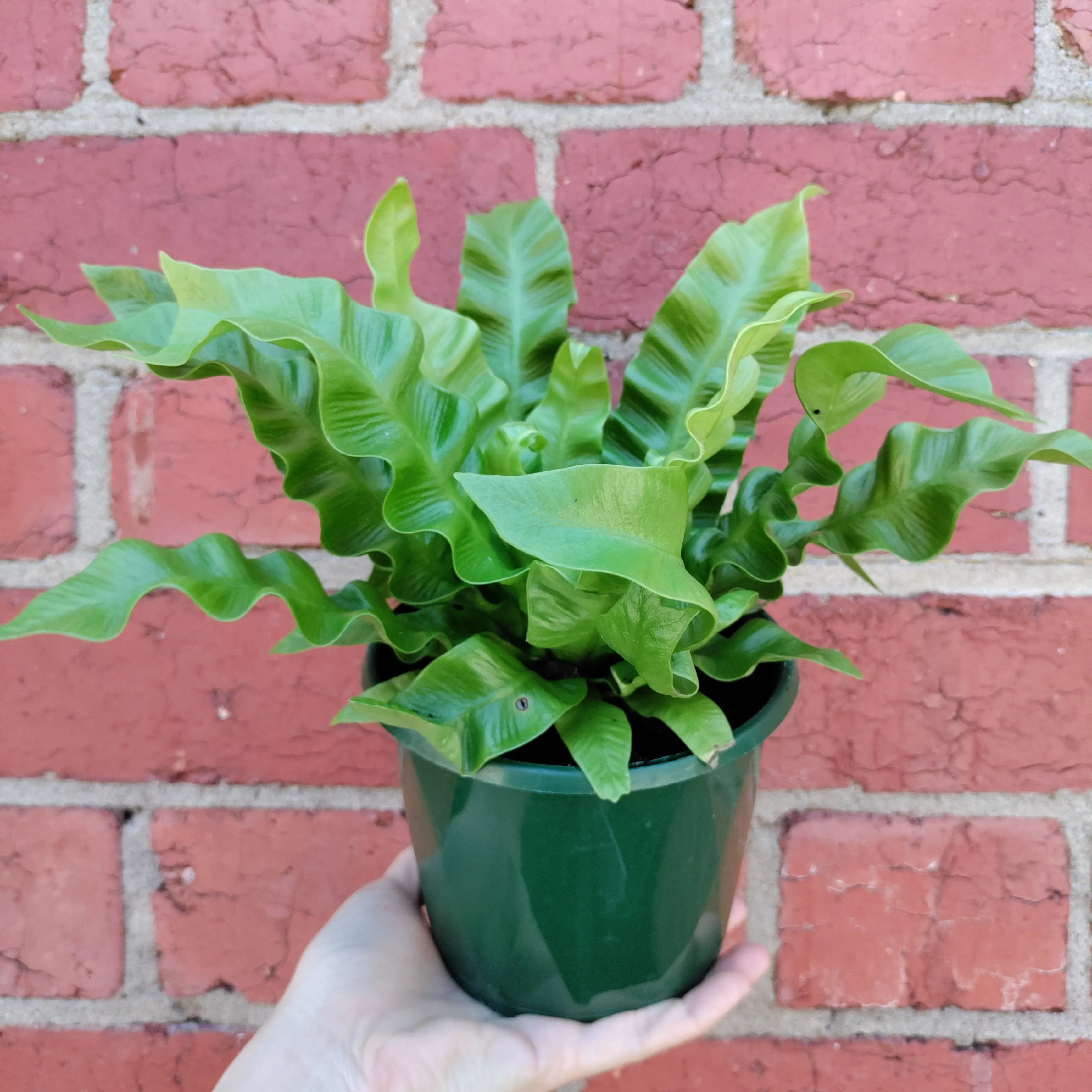 Crispy wave Bird Nest Fern (Asplenium Nidus) 13cm Pot Folia House