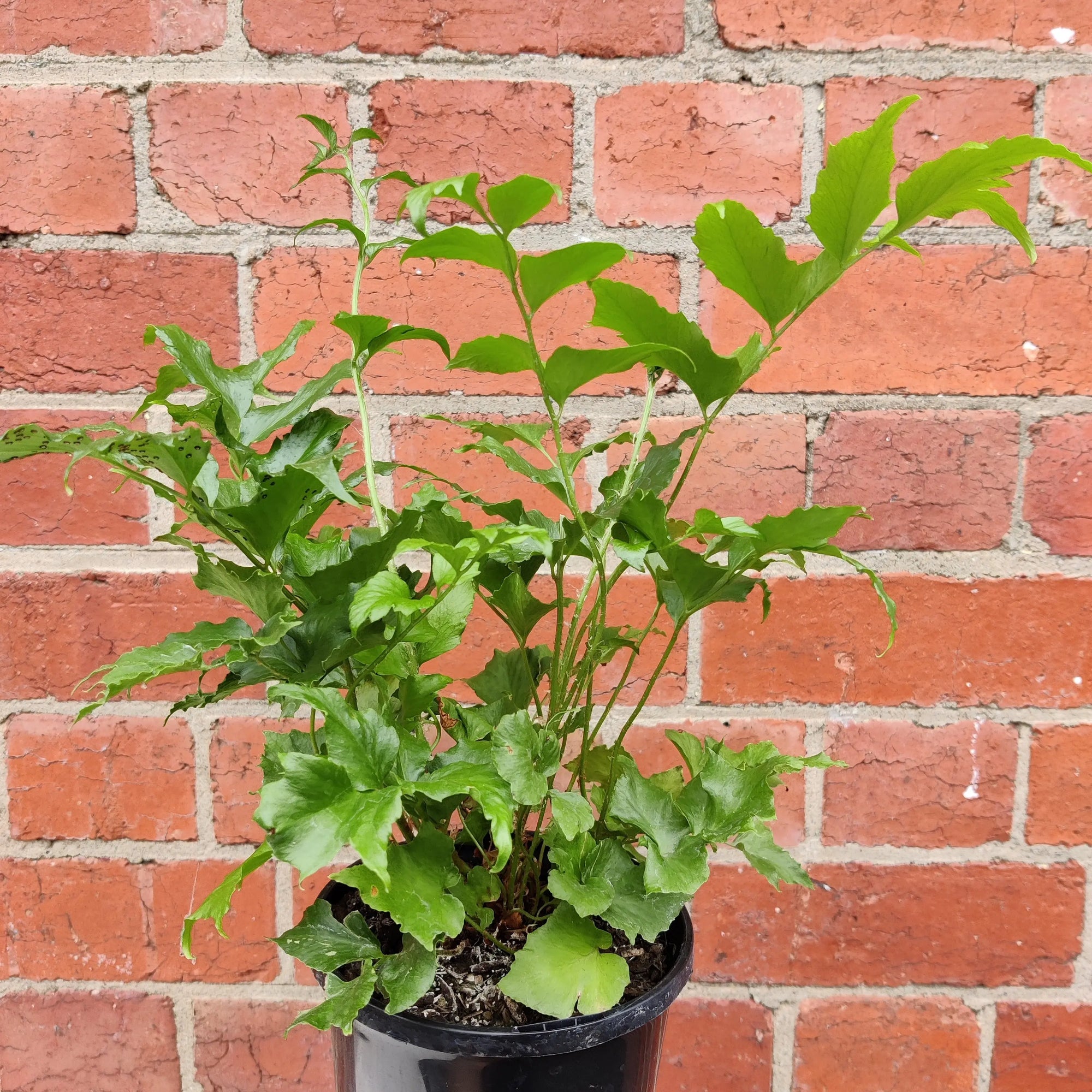 Crytomium Falcatum - Japanese Holly Fern - 14cm pot Folia House