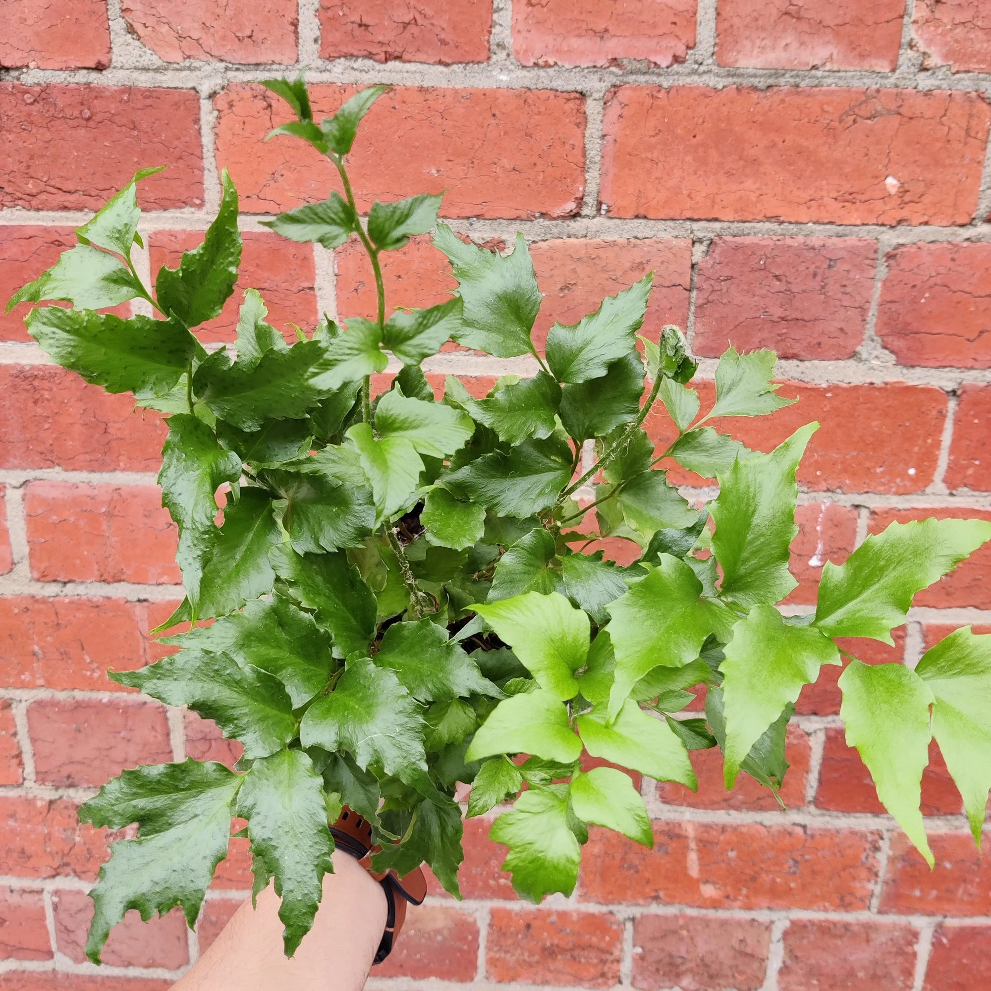 Crytomium Falcatum - Japanese Holly Fern - 14cm pot Folia House