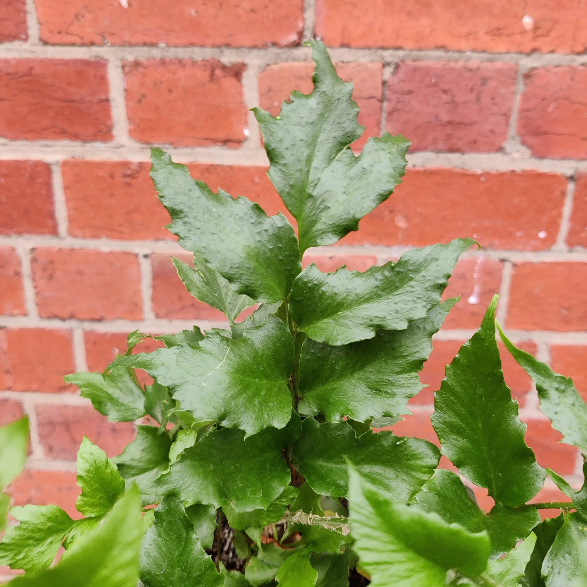 Crytomium Falcatum - Japanese Holly Fern - 14cm pot Folia House