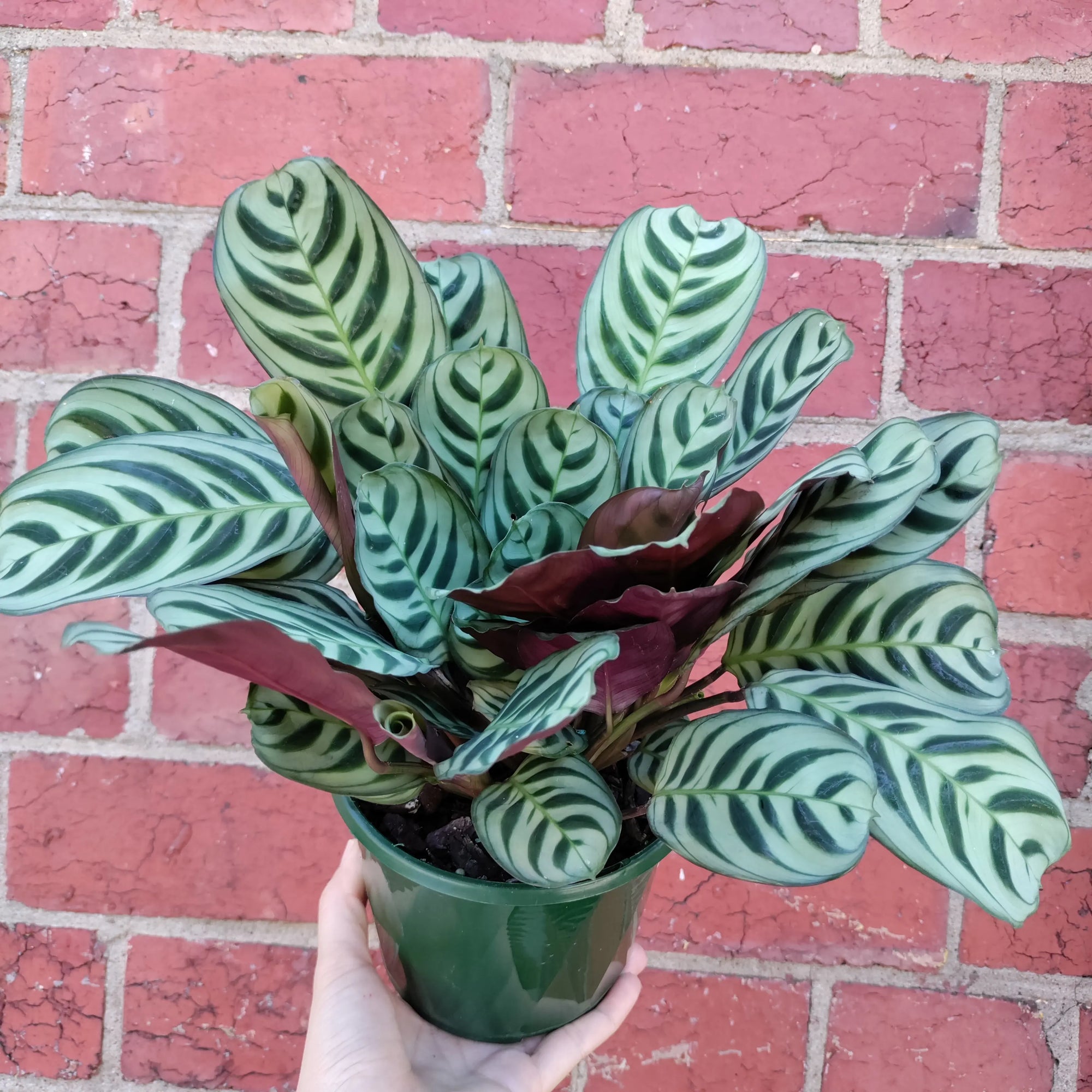 Ctenanthe Burle Marxii (Dark Vein) - 13cm Pot Folia House