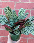 Ctenanthe Burle Marxii (Dark Vein) - 13cm Pot Folia House