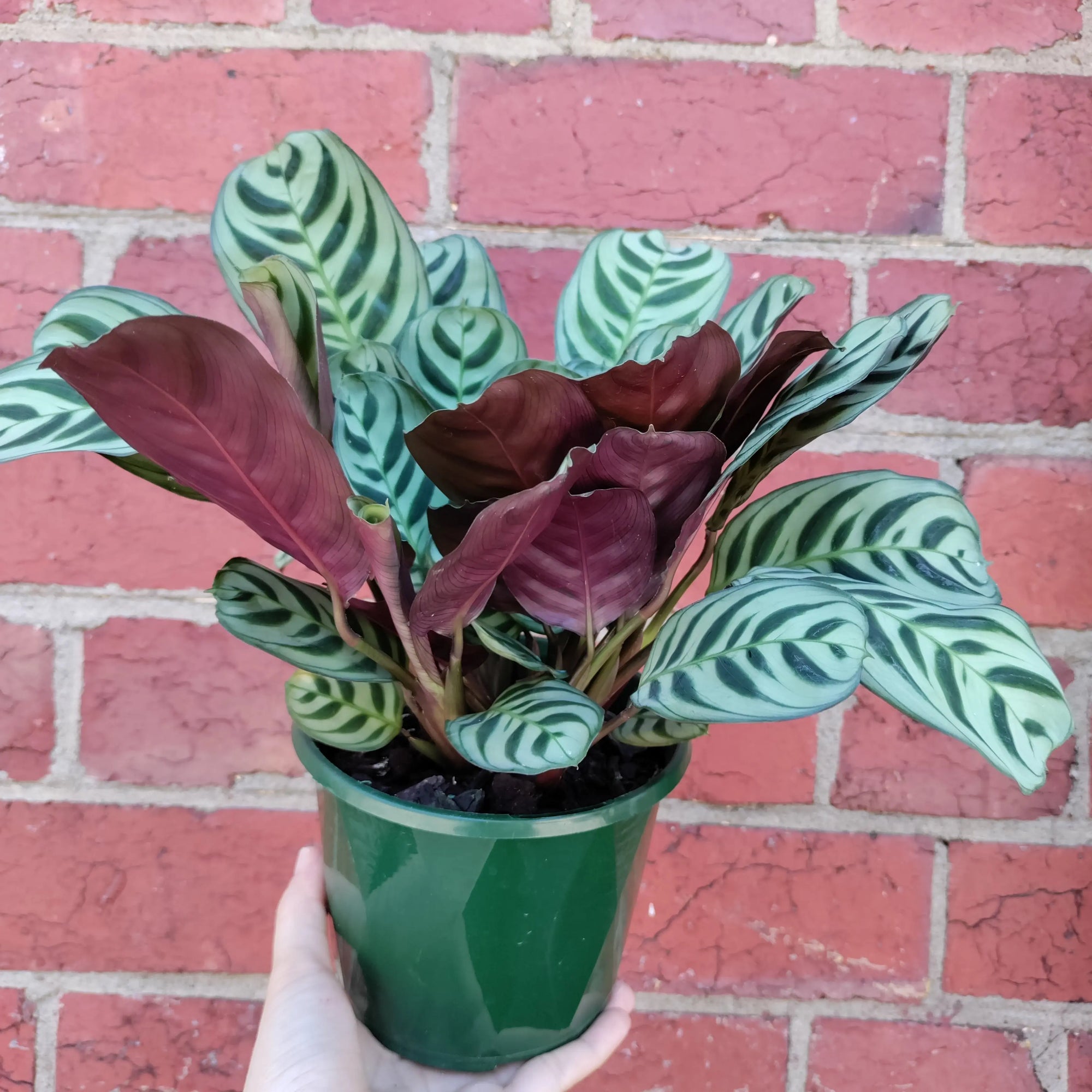 Ctenanthe Burle Marxii (Dark Vein) - 13cm Pot Folia House