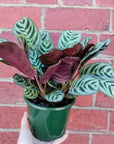 Ctenanthe Burle Marxii (Dark Vein) - 13cm Pot Folia House