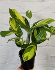 Ctenanthe Golden Mosaic - 13cm pot Folia House