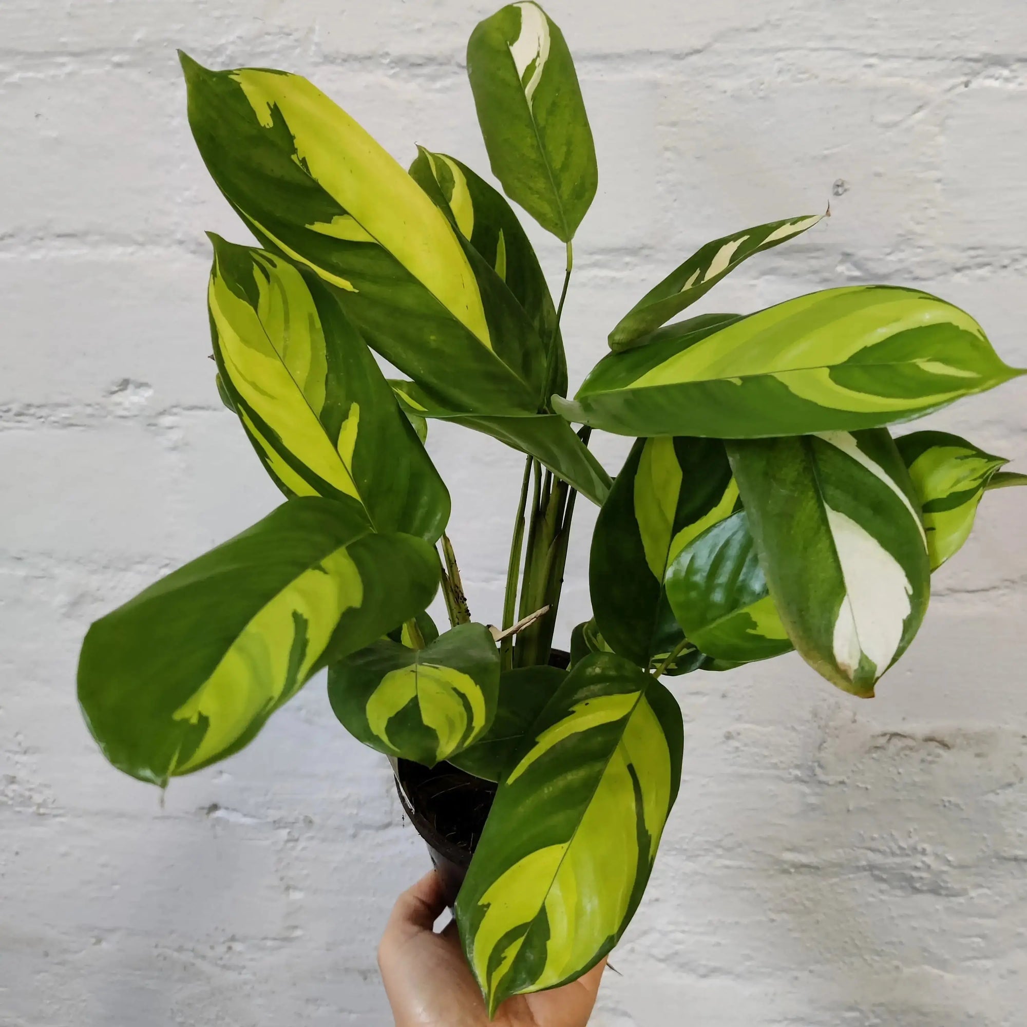 Ctenanthe Golden Mosaic - 13cm pot Folia House