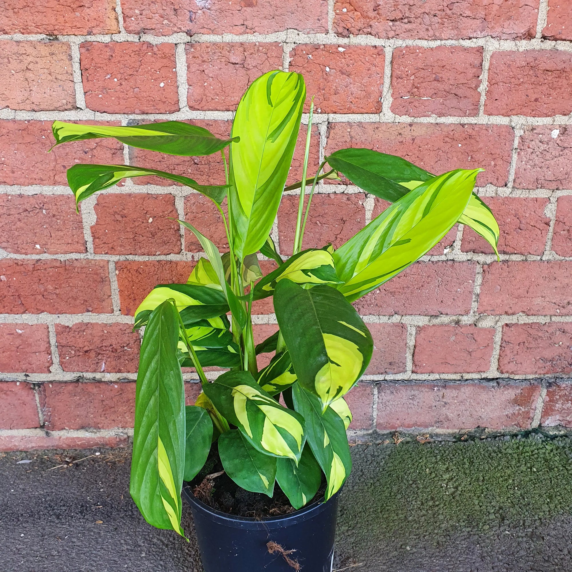 Ctenanthe Golden Mosiac - 17cm pot Folia House