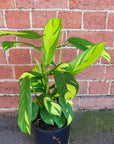 Ctenanthe Golden Mosiac - 17cm pot Folia House