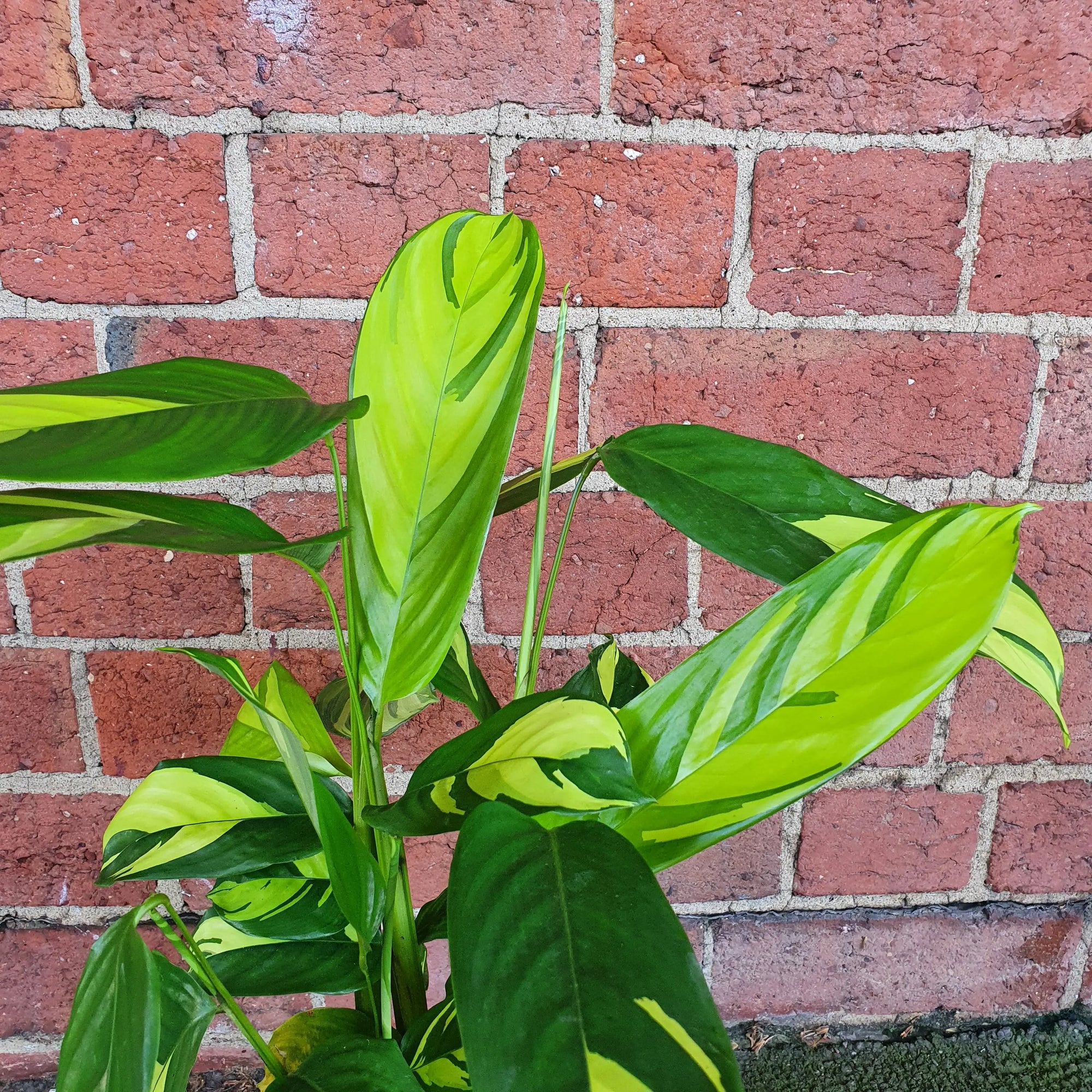 Ctenanthe Golden Mosiac - 17cm pot Folia House