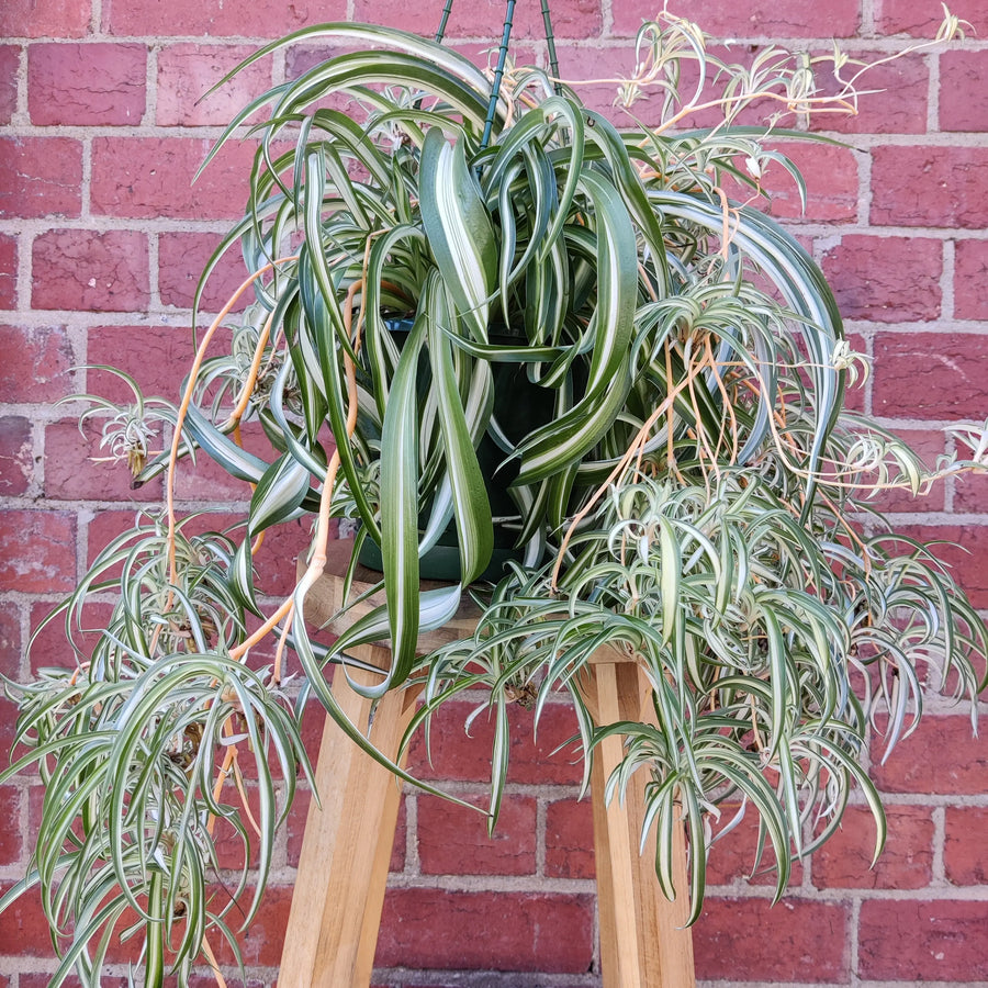 Curly Spider plant ADV (Chlorophytum comosum) - 17cm pot Folia House