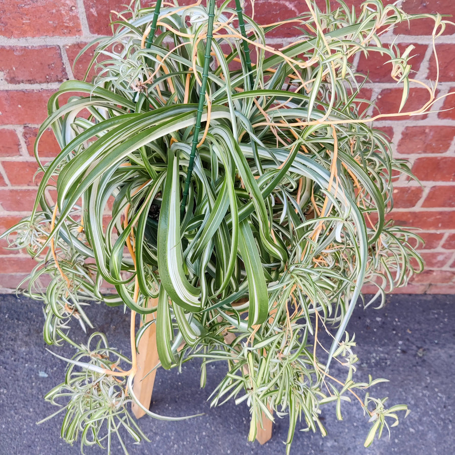 Curly Spider plant ADV (Chlorophytum comosum) - 17cm pot Folia House