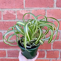 Curly Spider plant (Chlorophytum comosum) - 13cm pot Folia House