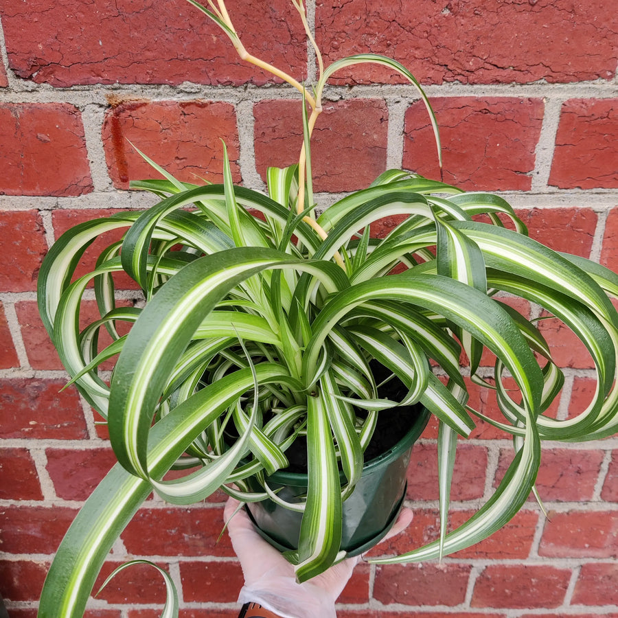 Curly Spider plant (Chlorophytum comosum) - 18cm pot Folia House