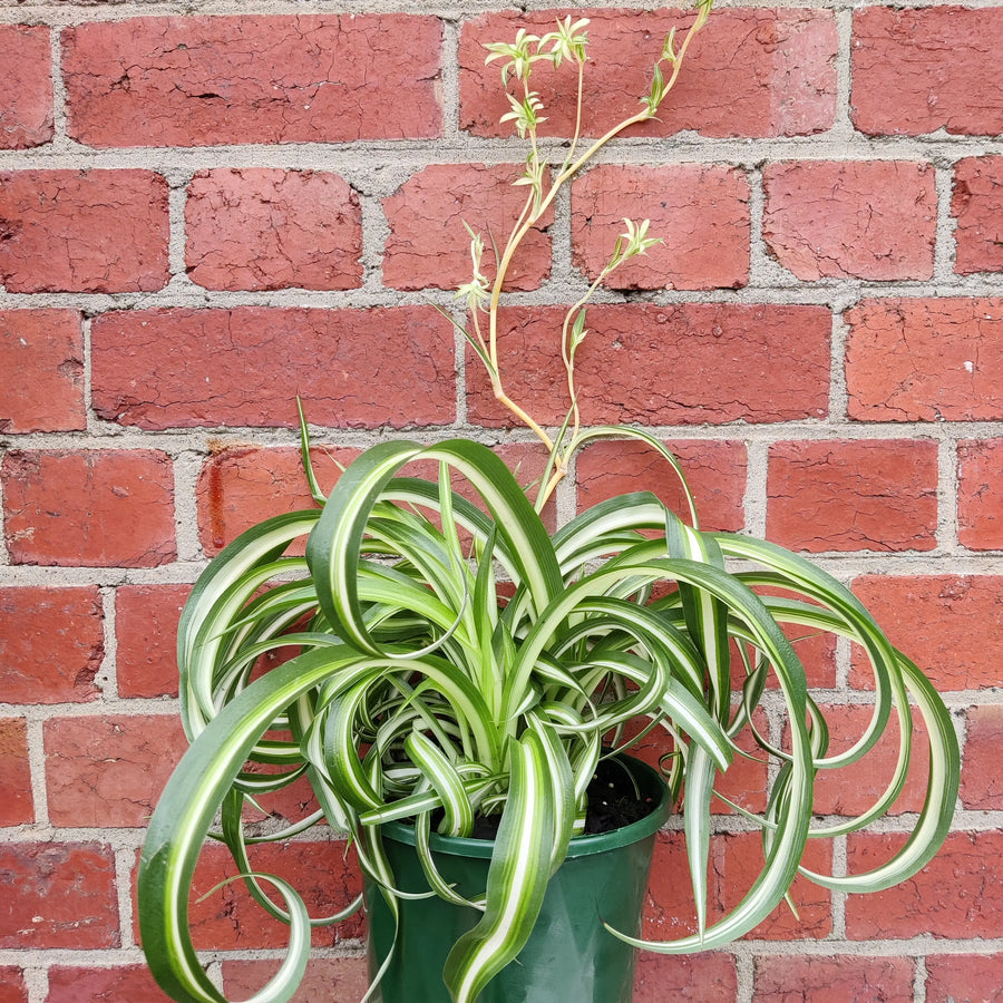 Curly Spider plant (Chlorophytum comosum) - 18cm pot Folia House