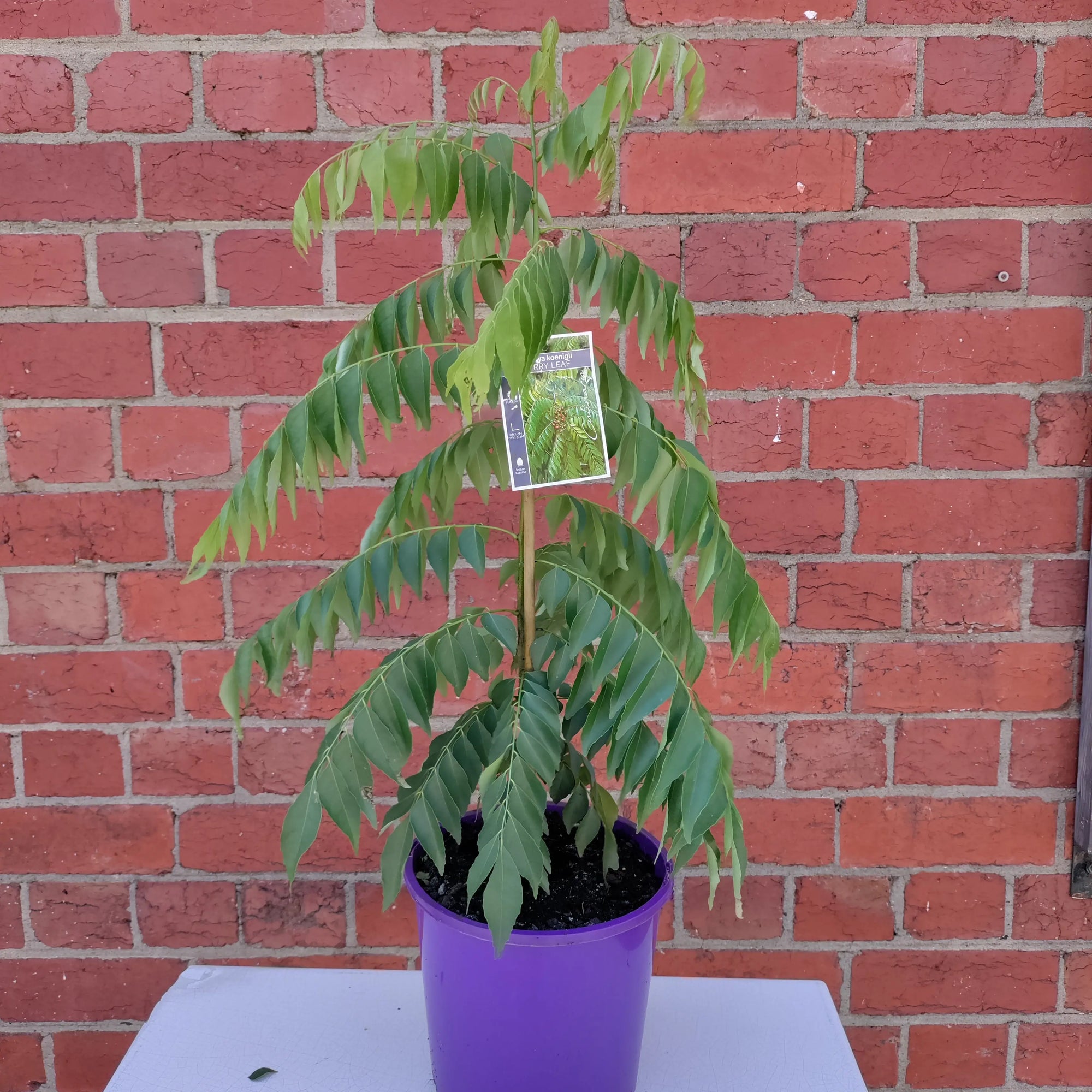 Curry tree - 20cm pot Folia House