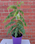 Curry tree - 20cm pot Folia House