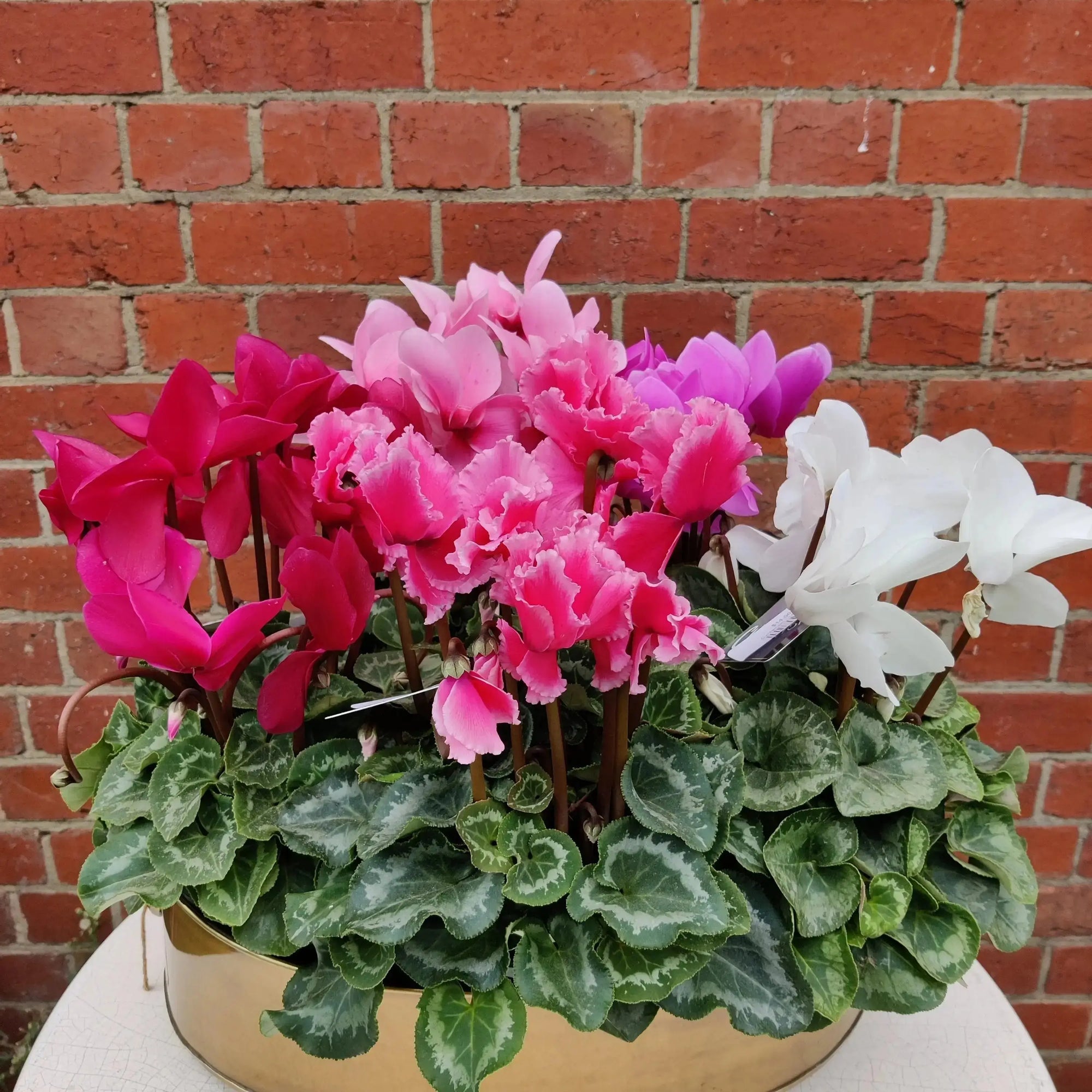 Cyclamen - 10cm pot Folia House