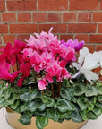 Cyclamen - 10cm pot Folia House